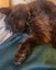 Adopt Me! Your Future Snuggle Buddy Awaits Carousel 7
