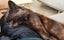 Adopt Me! Your Future Snuggle Buddy Awaits Carousel 9