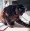 Adopt Me! Your Future Snuggle Buddy Awaits Carousel 4