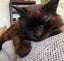 Adopt Me! Your Future Snuggle Buddy Awaits Carousel 8