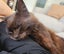 Adopt Me! Your Future Snuggle Buddy Awaits Carousel 10