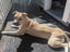 Tobi (Ellie's Canine Rescue & Rehome) Carousel 1