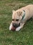 Tobi (Ellie's Canine Rescue & Rehome) Carousel 2