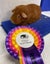Guinea Pigs for sale Carousel 3