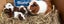 Guinea Pigs for sale Carousel 4