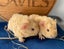 Guinea Pigs for sale Carousel 5