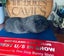 Guinea Pigs for sale Carousel 7
