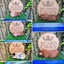 Guinea Pigs for sale Carousel 9