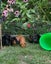 Guinea Pigs for sale Carousel 10