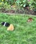 Guinea Pigs for sale Carousel 12