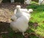 White Chinese Silkie Pair Carousel 2