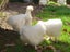 White Chinese Silkie Pair Carousel 3