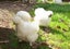 White Chinese Silkie Pair Carousel 1