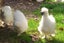 White Chinese Silkie Pair Carousel 4