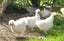 White Chinese Silkie Pair Carousel 5