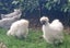 White Chinese Silkie Pair Carousel 6