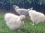 White Chinese Silkie Pair Carousel 7
