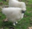 White Chinese Silkie Pair Carousel 10