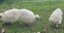 White Chinese Silkie Pair Carousel 9