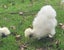 White Chinese Silkie Pair Carousel 8