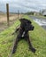 **Tommy** Waipa Animal Control Carousel 3