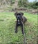 **Tommy** Waipa Animal Control Carousel 4