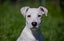 **Astro** Waipa Animal Control Carousel 1