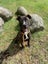 **River** Waipa Animal Control Carousel 1
