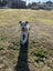 **Ash** Waipa Animal Control Carousel 2