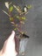 Corokia Frosted Chocolate x 50 Carousel 2