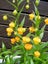 Sandersonia or Golden Lily of the Valley seeds Carousel 1