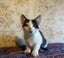 rescue kitten Reuben (fostered in Pakuranga) Carousel 1