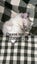 Ragdoll Kitten Carousel 9