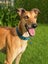Lilly - Stunning 6 year Old Greyhound Carousel 1