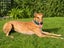 Lilly - Stunning 6 year Old Greyhound Carousel 2
