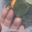 Fruit Fly Net Insect mesh Vegetable Garden Plant Crop Protection Cover Bags Carousel 4