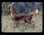 PUREBRED GOLDEN RETRIEVER X IRISH RED SETTER PUPPIES Carousel 4
