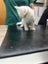 Ragdoll Kitten Carousel 17