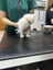 Ragdoll Kitten Carousel 5