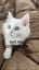 Ragdoll Kitten Carousel 7