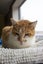Ziggy: A Gentle, Loyal Companion Carousel 3