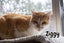 Ziggy: A Gentle, Loyal Companion Carousel 1