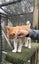 Ziggy: A Gentle, Loyal Companion Carousel 4