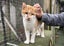 Ziggy: A Gentle, Loyal Companion Carousel 5