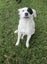 HUMANE SOCIETY RESCUE DOG - IZZY the FOXIE/COLLIE X Carousel 1