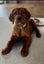 PUREBRED GOLDEN RETRIEVER X IRISH RED SETTER PUPPIES Carousel 5