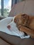 Clay (Ellie's Canine Rescue & Rehome) Carousel 4