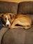 Clay (Ellie's Canine Rescue & Rehome) Carousel 5