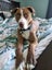 Clay (Ellie's Canine Rescue & Rehome) Carousel 6