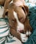 Clay (Ellie's Canine Rescue & Rehome) Carousel 1